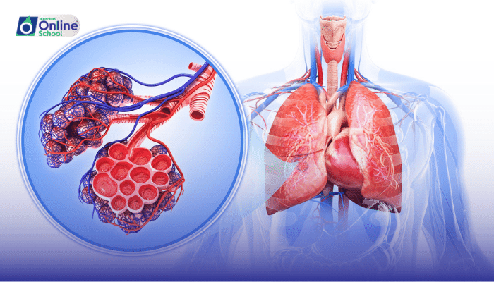 Lesson 10: Pulmonary and Systemic Circulation